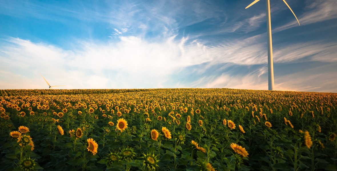 Pollination Sunflower Field